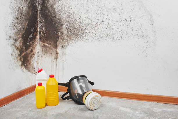 Best Mold Remediation  in Cologne, NJ