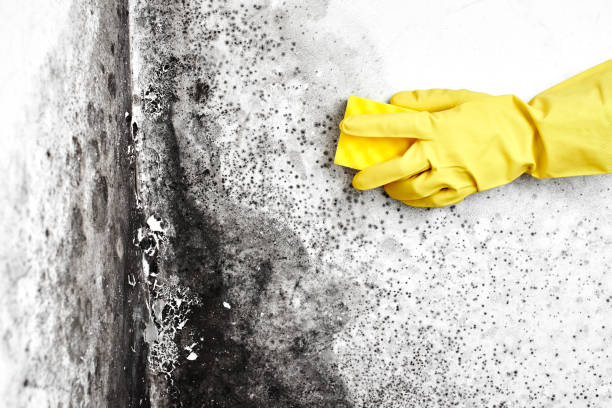 Best Attic Mold Removal  in Cologne, NJ