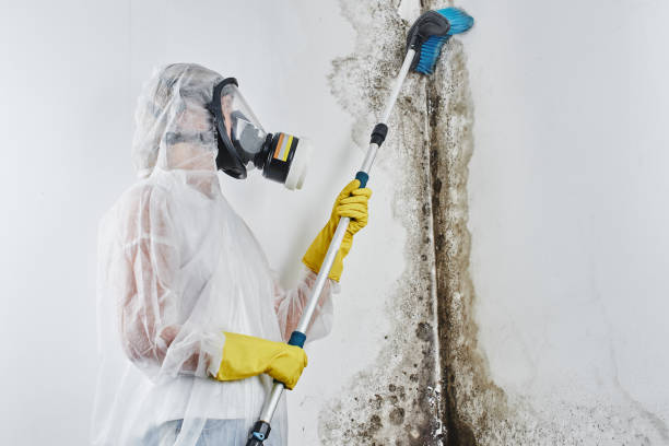 Best Toxic Mold Removal  in Cologne, NJ