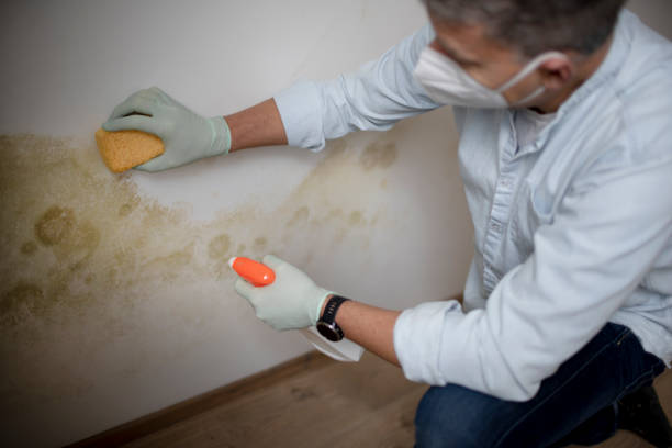 Best Same-Day Mold Removal  in Cologne, NJ