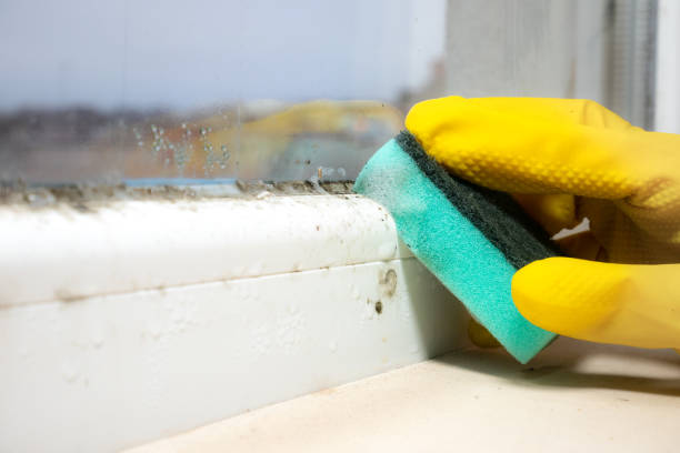 Best Fast Mold Removal  in Cologne, NJ