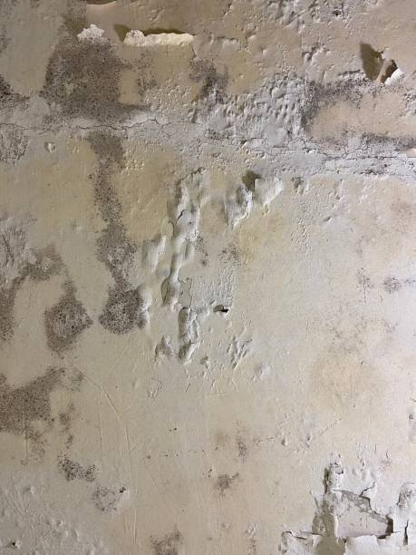 Best Office Mold Removal Services  in Cologne, NJ