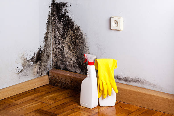 Best Local Mold Removal Service  in Cologne, NJ