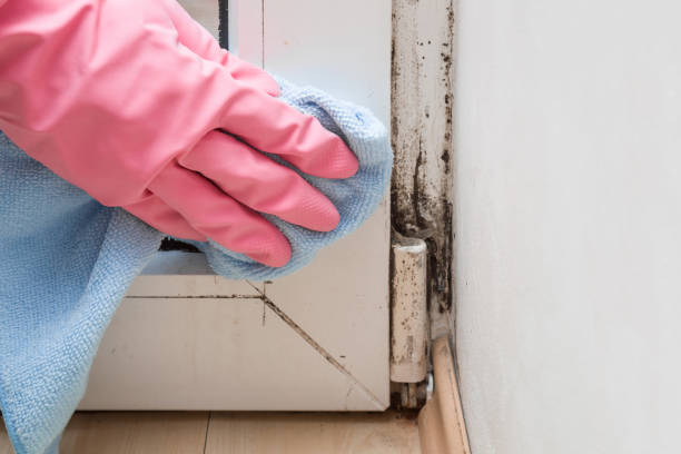 Best Emergency Mold Removal  in Cologne, NJ