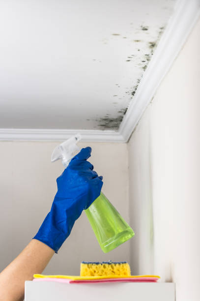 Best Black Mold Removal  in Cologne, NJ